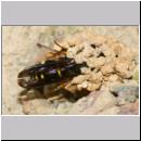 E-Odynerus spinipes w06 beim Schornsteinbau.jpg